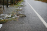 Salmon crossing highway in western Washington