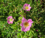 Wild rose blossoming in the spring.