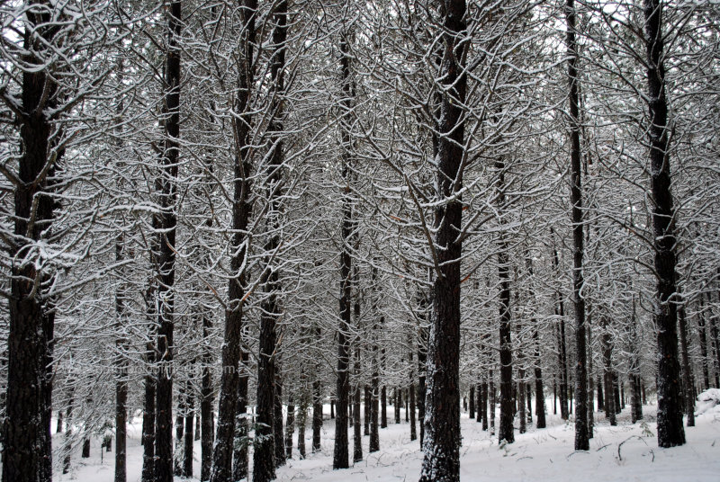 Pines in the snow