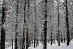 Pines in the snow