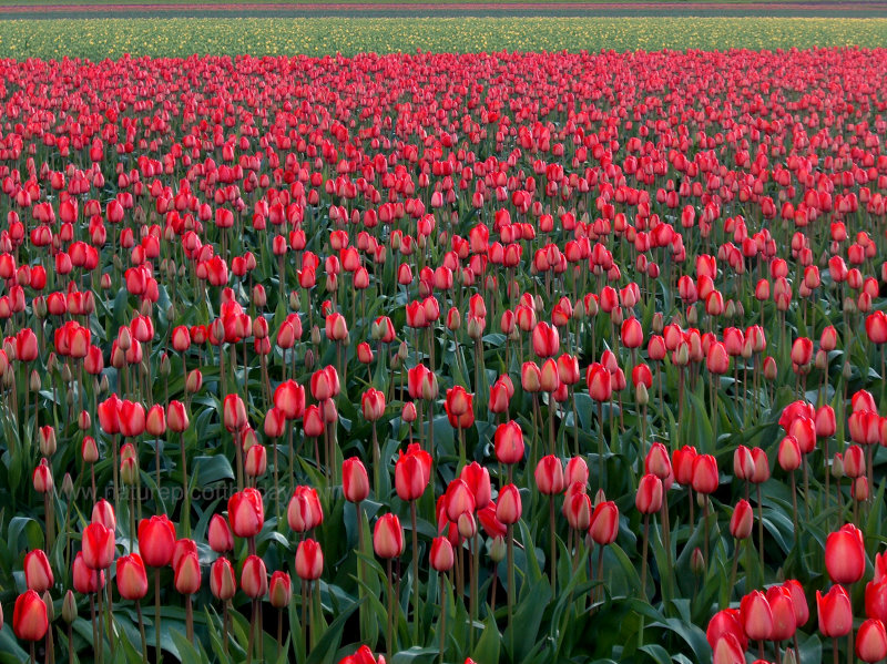 Tulips in WA