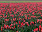 Tulips in WA