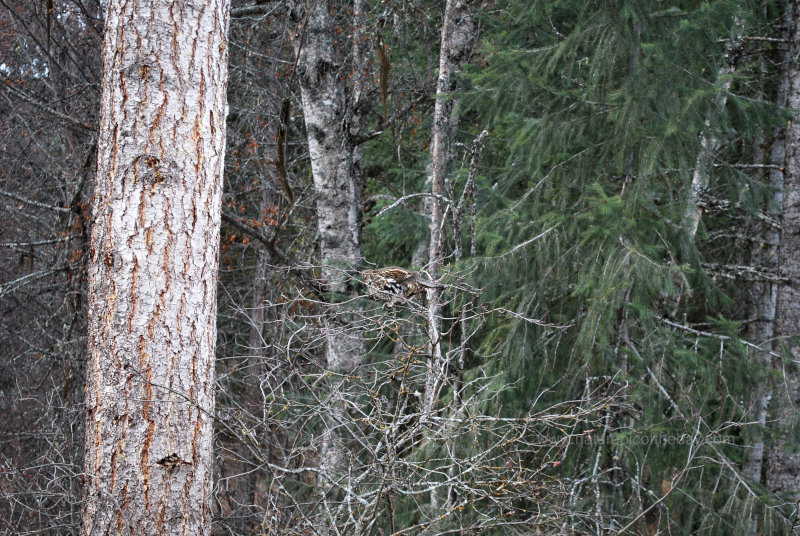 Ruffed Grouse 