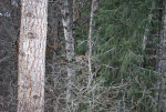 Ruffed Grouse 