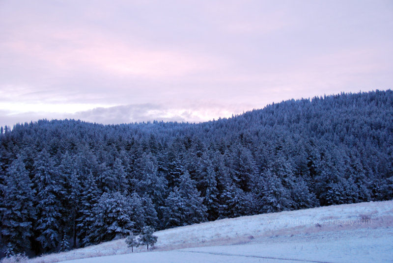 Pink light on snow