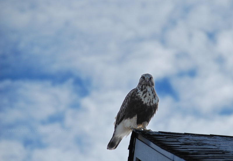 Field Hawk