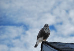 Field Hawk