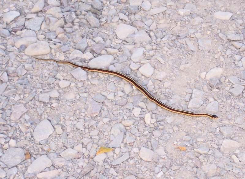 Garder Snake