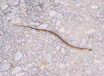 Garder Snake