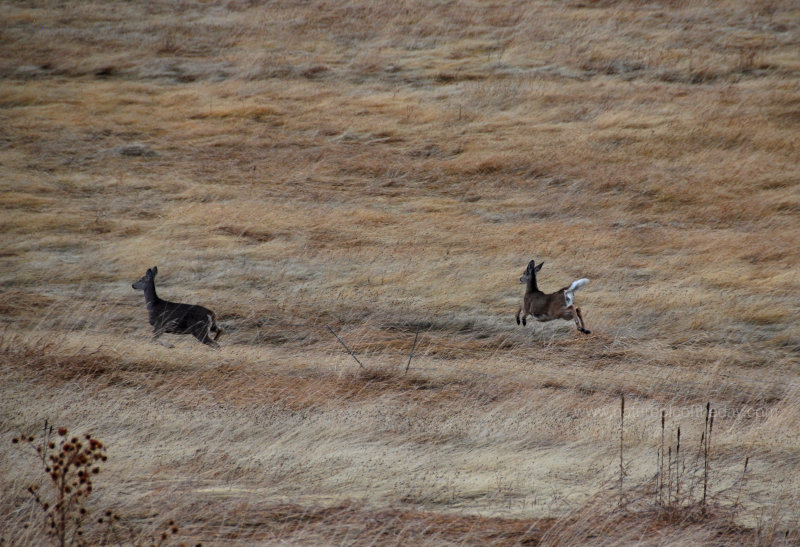 Whitetail deer