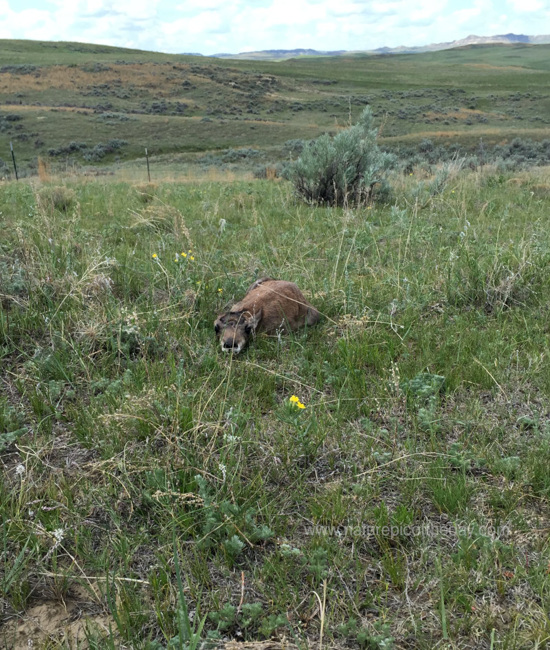 Baby Antelope
Antelope calf in Montana