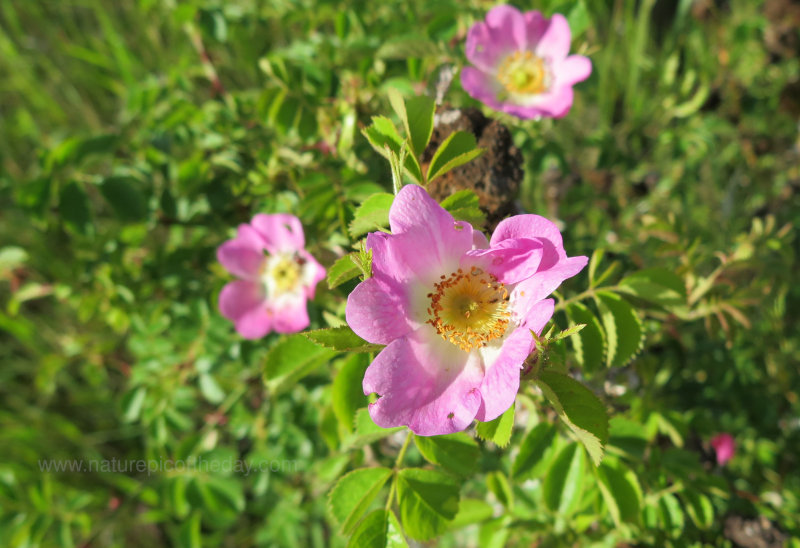 Wild Rose