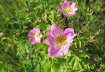 Wild Rose