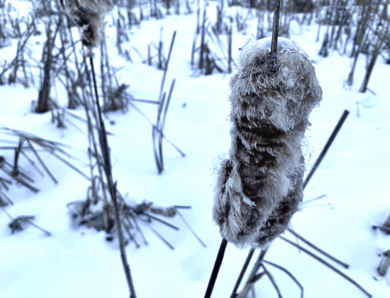 Cattail in Winter In Minnesota