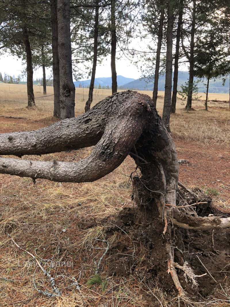 Tree in a yoga pose.