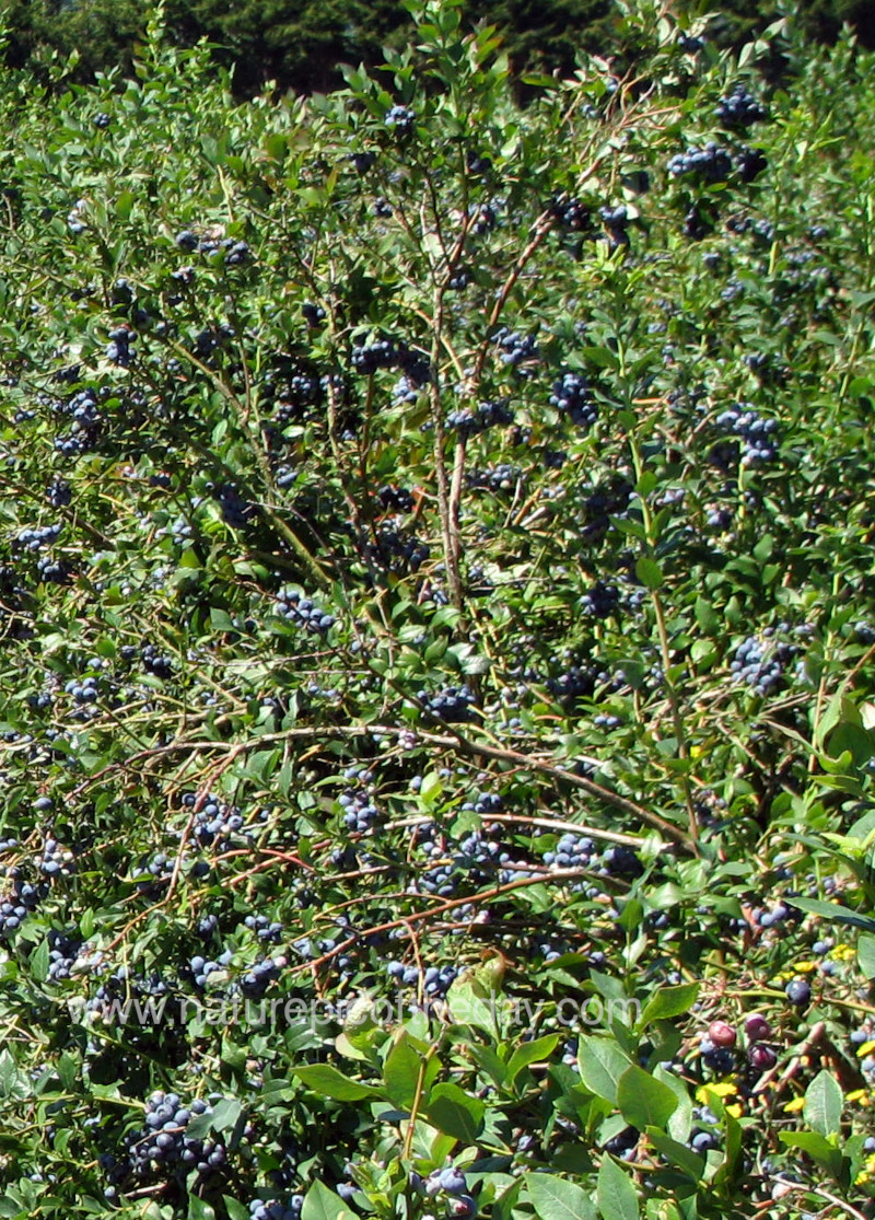 Blueberries in Washington