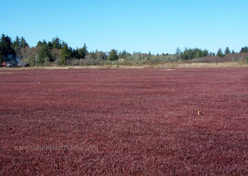 Cranberries in Washington