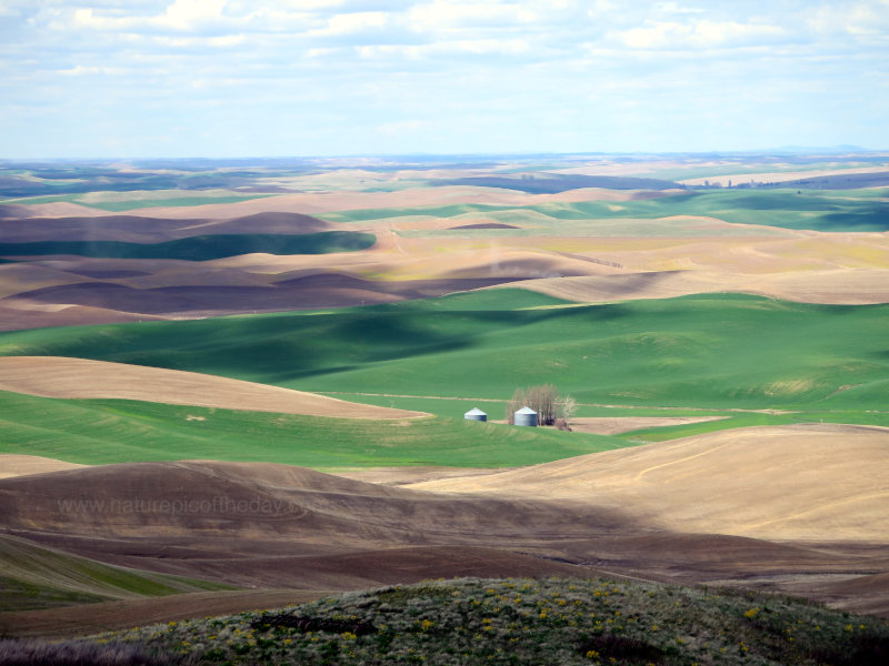 Fields in Washington