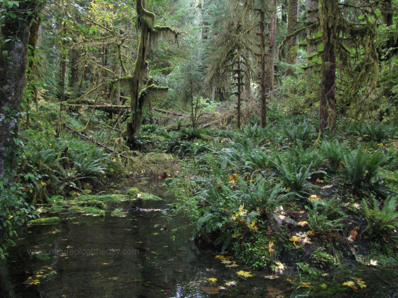 Rainforest on the Olympic Peninsula.