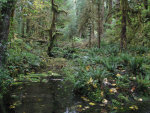 Rainforest on the Olympic Peninsula.