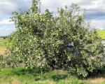 Apple Tree!