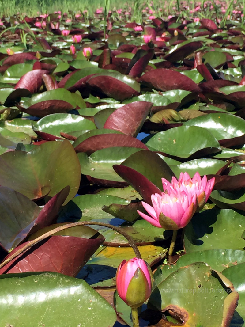 Lily Pads on Chatcolet Lake