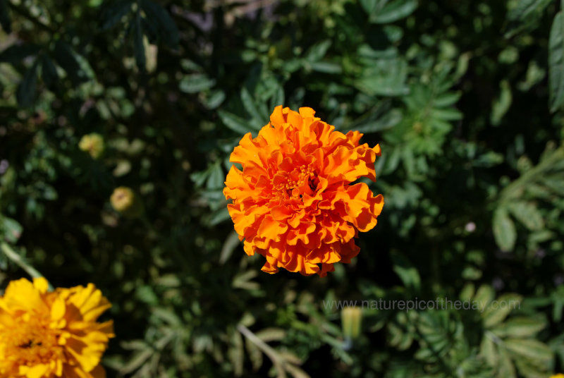 Marigolds in bloom