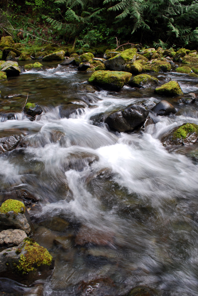 River on the Olympic Peninsula