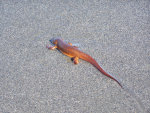 Salamender emerges from the sea at Gold Beach, OR