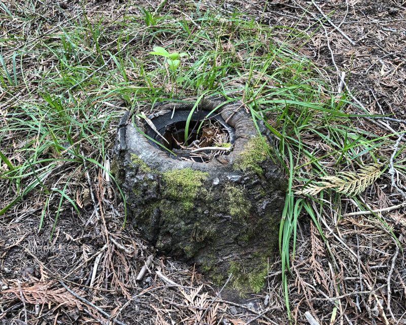 Hollow Stump