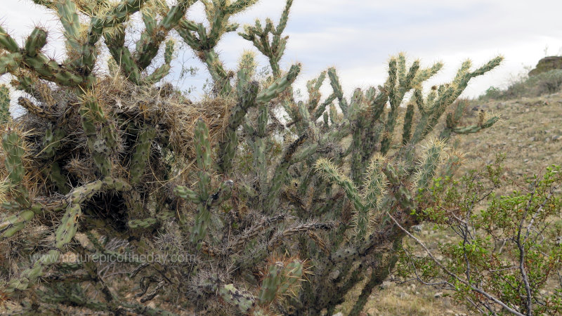 Bird Nest in A Cactus