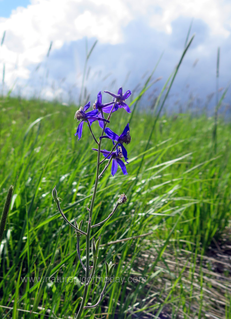 Purple Wildflower