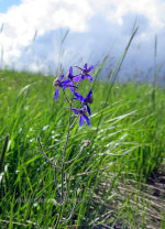 Purple Wildflower