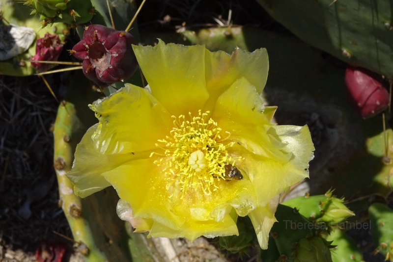 Cactus in Bloom