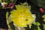 Cactus in Bloom