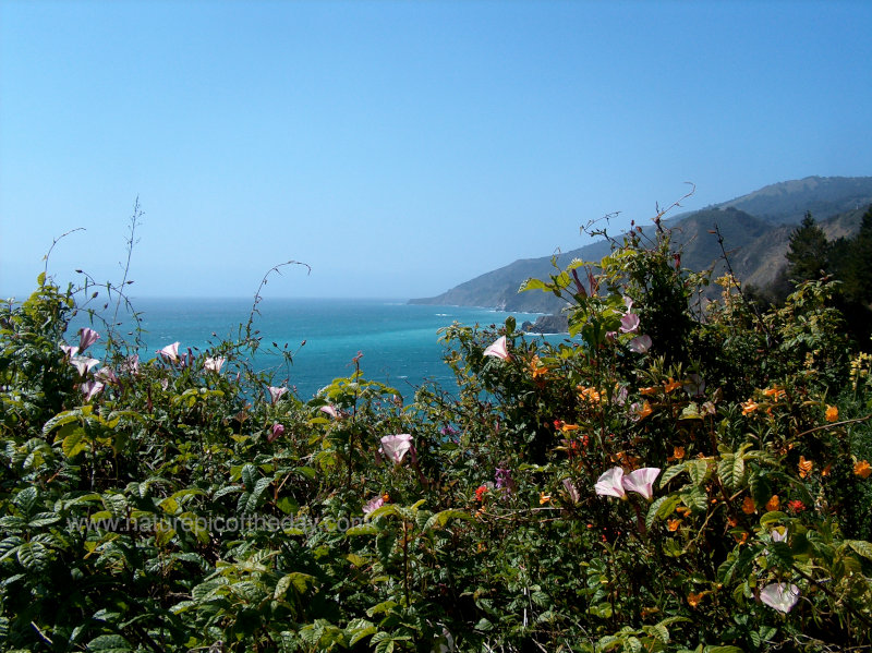 Flowers and Turquoise water