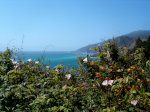 Flowers and Turquoise water