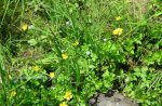 Pretty wildflowers in Idaho