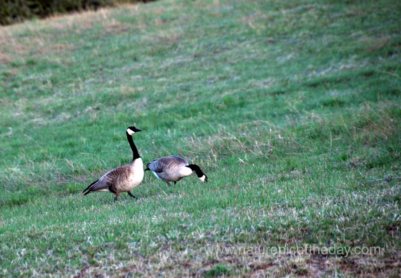 Canada Geese in Idaho