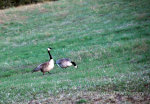 Canada Geese in Idaho