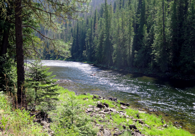 Selway River in Idaho