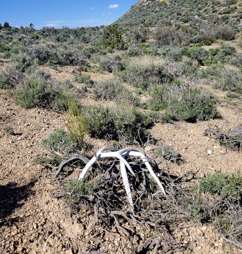 Mule Deer Shed Hunting