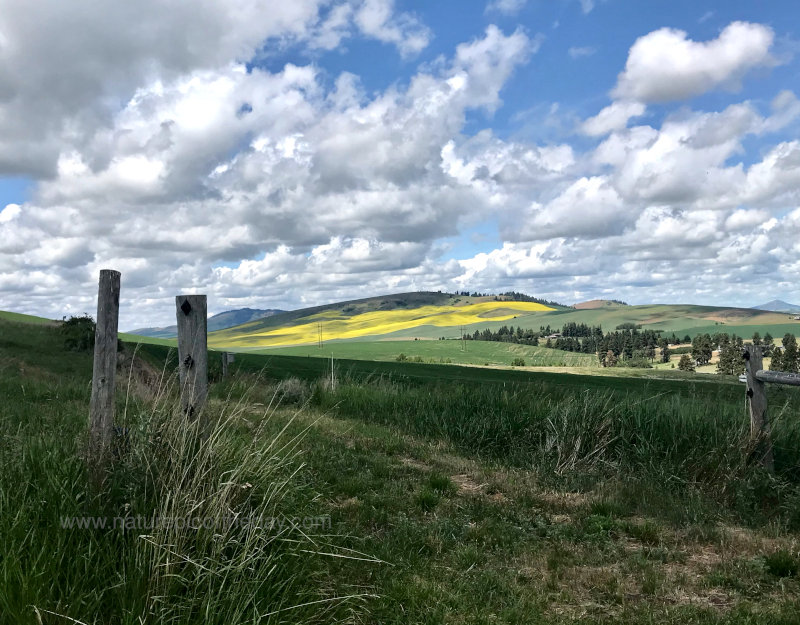 Farm fields on the Palouse