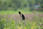 Red Winged Black Bird in Pennsylvania