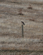 Hawk in a field