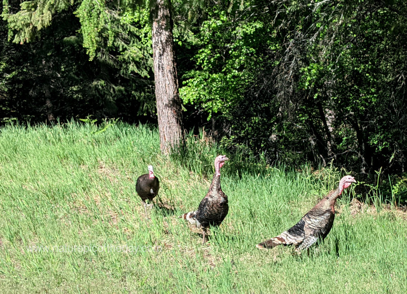 Three Turkeys in Montana