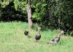 Three Turkeys in Montana