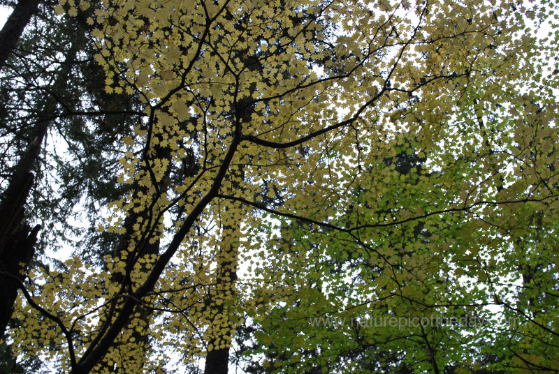 Vine Maples in Mount Rainier National Park