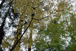 Vine Maples in Mount Rainier National Park