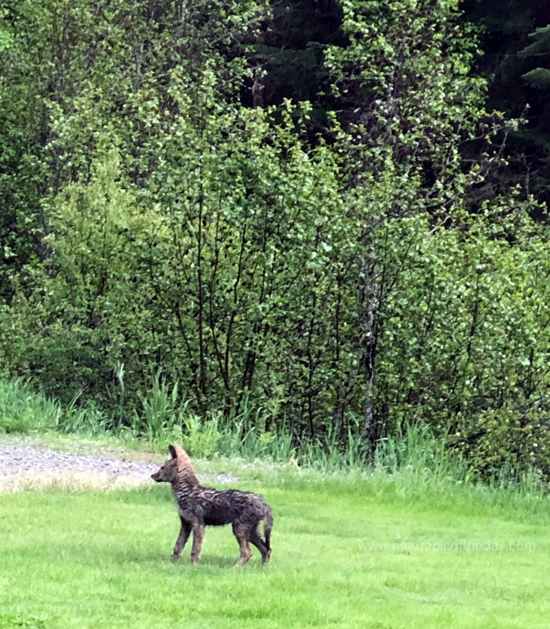 Coyote in Montana